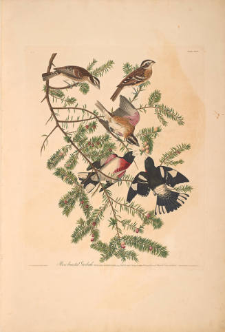 The Birds of America, Plate #127: "Rose-breasted Grosbeak"