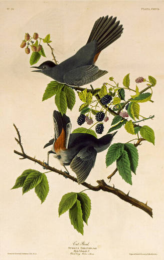 The Birds of America, Plate #128: "Cat Bird"