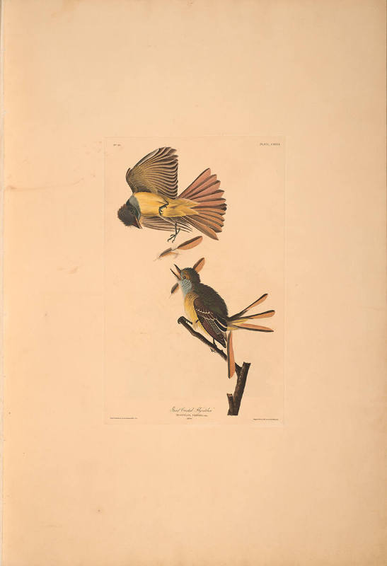 The Birds of America, Plate #129: "Great Crested Flycatcher"