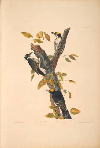 The Birds of America, Plate #132: "Three-toed Woodpecker"