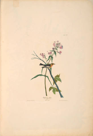 The Birds of America, Plate #135: "Blackburnian Warbler"