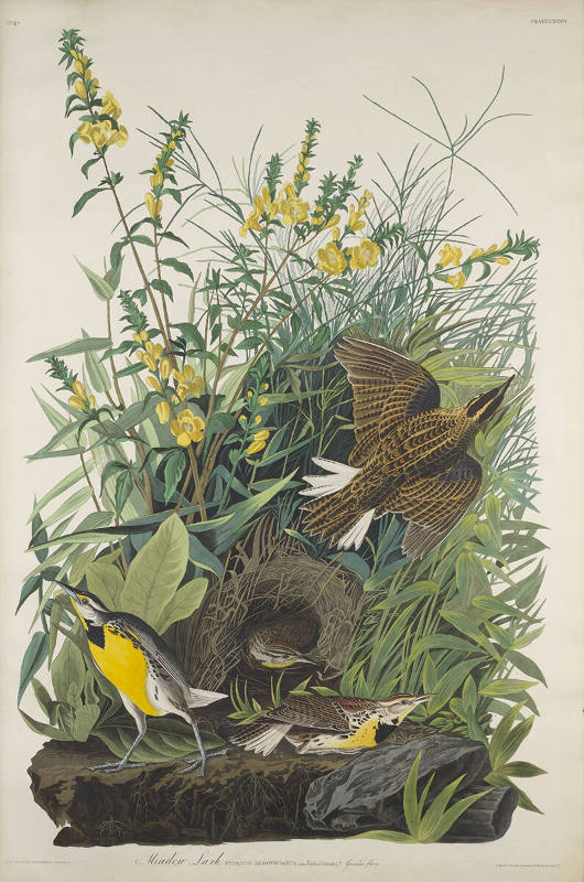 The Birds of America, Plate #136: "Meadow Lark"
