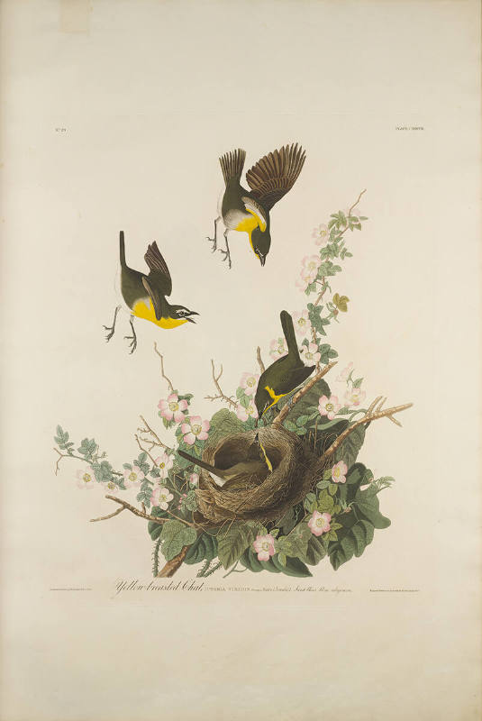 The Birds of America, Plate #137: "Yellow-breasted Chat"