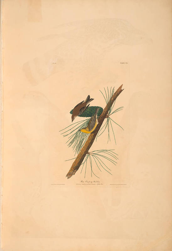 The Birds of America, Plate #140: "Pine-creeping Warbler"