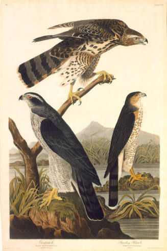 The Birds of America, Plate #141: "Goshawk and Stanley Hawk"