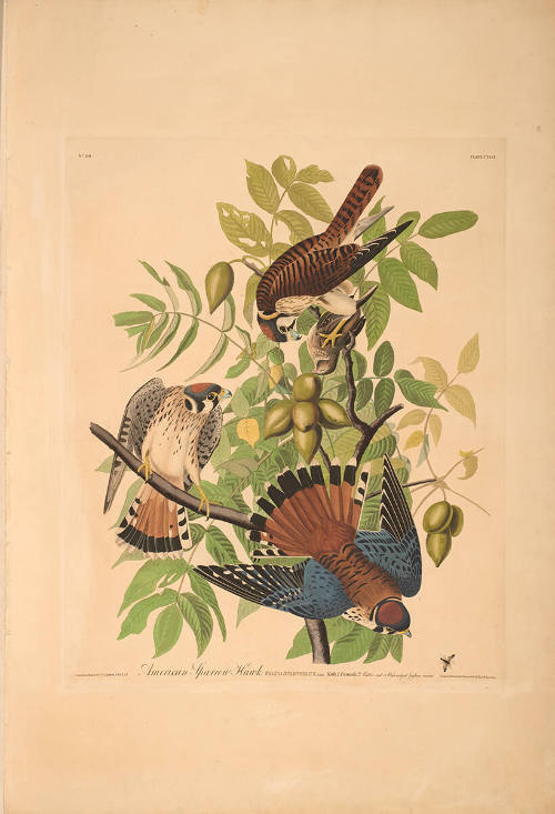 The Birds of America, Plate #142: "American Sparrow Hawk"