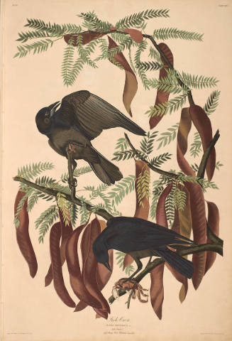The Birds of America, Plate #146: "Fish Crow"