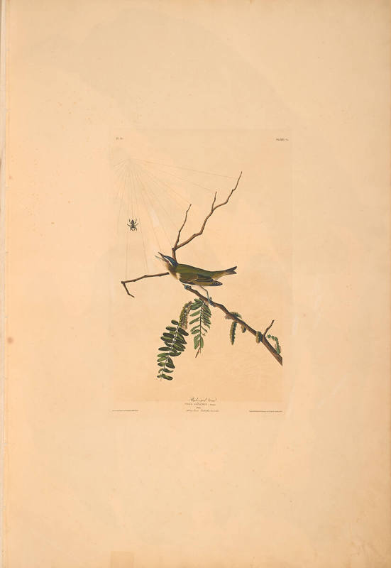 The Birds of America, Plate #150: "Red-eyed Vireo"