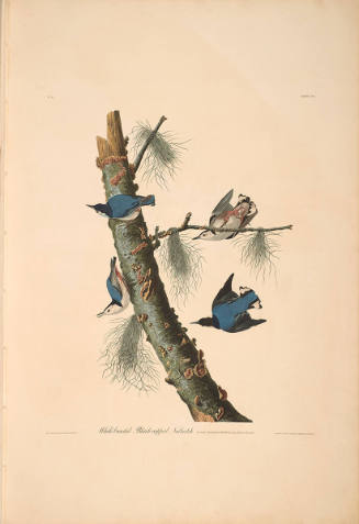The Birds of America, Plate #152: "White-breasted Black-capped Nuthatch"