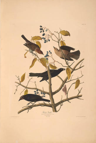 The Birds of America, Plate #157: "Rusty Grackle"