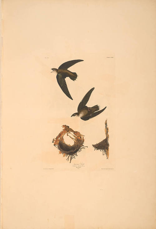 The Birds of America, Plate #158: "American Swift"