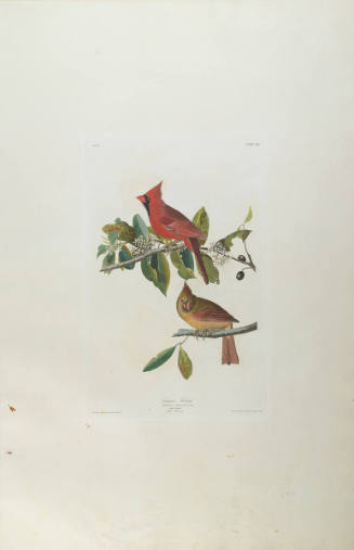 The Birds of America, Plate #159: "Cardinal Grosbeak"