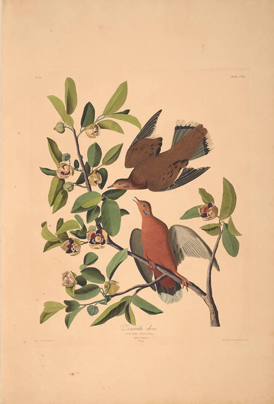 The Birds of America, Plate #162: "Zenaida Dove"