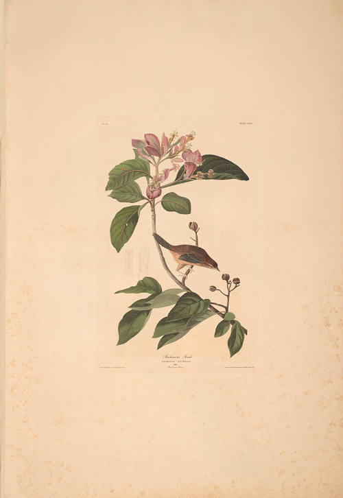 The Birds of America, Plate #165: "Bachman's Finch"