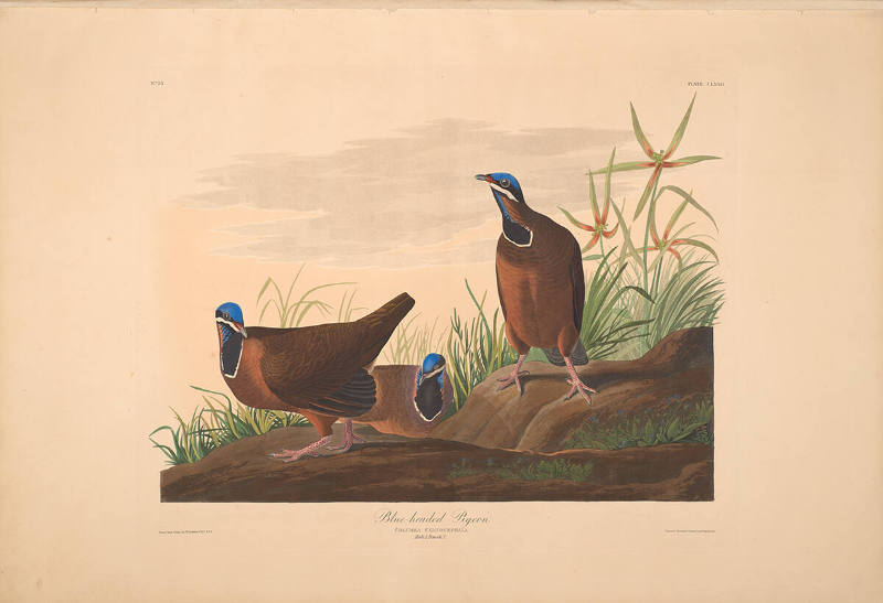 The Birds of America, Plate #172: "Blue-headed Pigeon"
