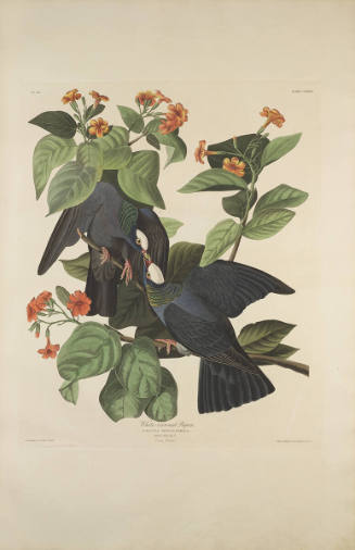 The Birds of America, Plate #177: "White-crowned Pigeon"