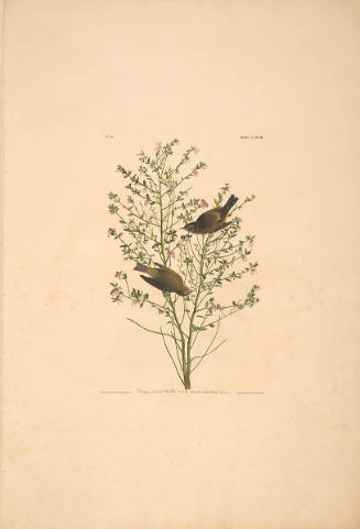 The Birds of America, Plate #178: "Orange-crowned Warbler"
