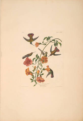 The Birds of America, Plate #184: "Mangrove Hummingbird"