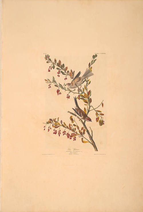 The Birds of America, Plate #188: "Tree Sparrow"