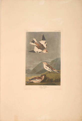 The Birds of America, Plate #189: "Snow Bunting"