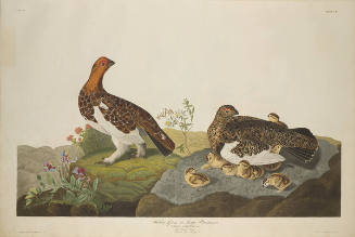 The Birds of America, Plate #191: "Willow Grouse or Large Ptarmigan"