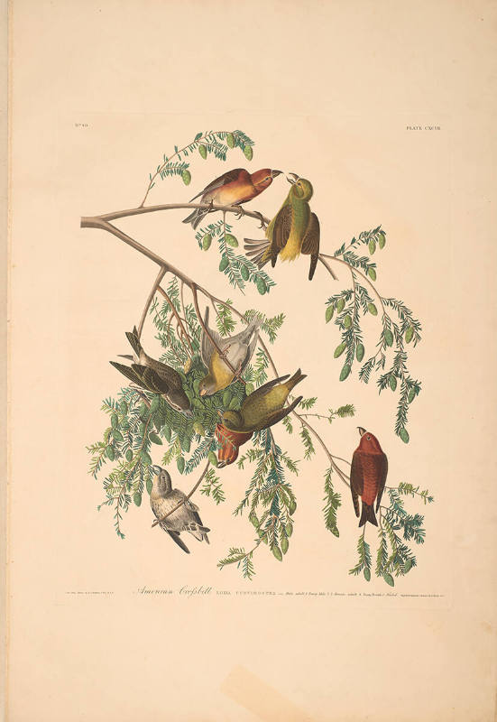 The Birds of America, Plate #197: "American Crossbill"