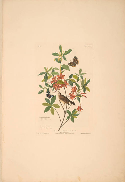 The Birds of America, Plate #198: "Brown-headed Worm-eating Warbler"