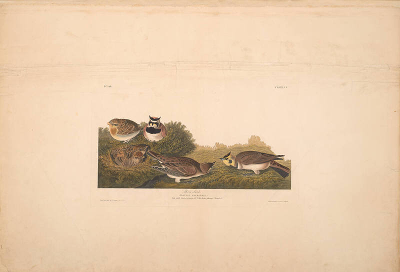 The Birds of America, Plate #200: "Shore Lark"