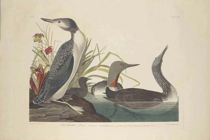 The Birds of America, Plate #202: "Red-throated Diver"