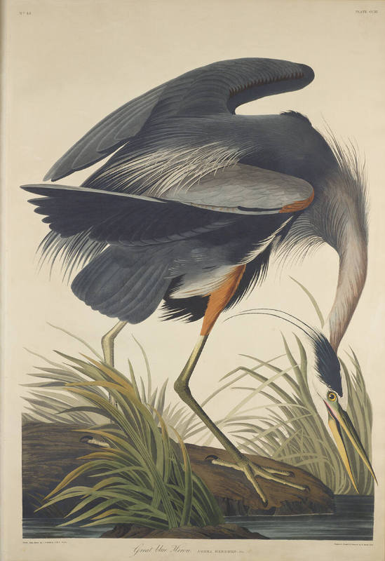 The Birds of America, Plate #211: "Great Blue Heron"