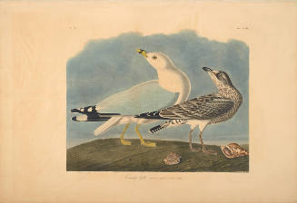 The Birds of America, Plate #212: "Common Gull"