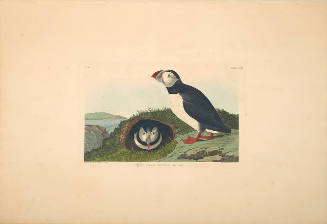 The Birds of America, Plate #213: "Puffin"