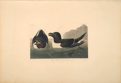 The Birds of America, Plate #214: "Razor Bill"