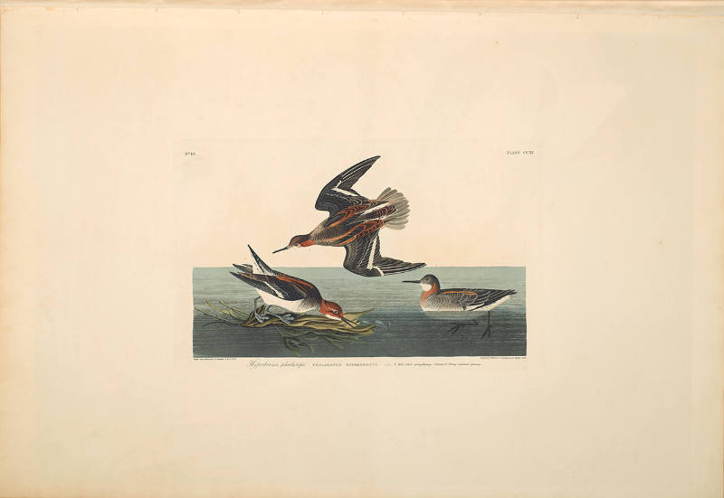 The Birds of America, Plate #215: "Hyperborean Phalarope"