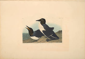 The Birds of America, Plate #218: "Foolish Guillemot"