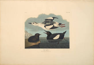 The Birds of America, Plate #219: "Black Guillemot"