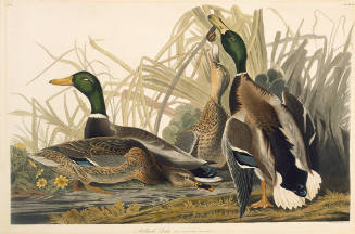 The Birds of America, Plate #221: "Mallard Duck"