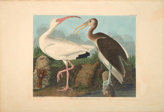 The Birds of America, Plate #222: "White Ibis"