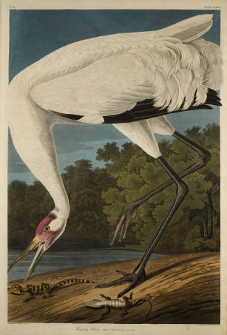The Birds of America, Plate #226: "Whooping Crane"