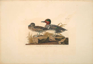 The Birds of America, Plate #228: "American Green-winged Teal"