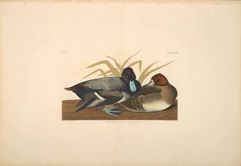 The Birds of America, Plate #229: "Scaup Duck"