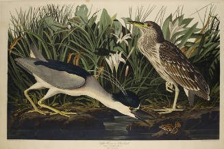 The Birds of America, Plate #236: "Night Heron or Qua Bird"
