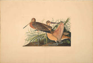 The Birds of America, Plate #238: "Great Marbled Godwit"