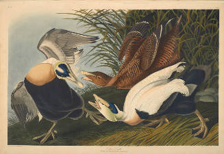 The Birds of America, Plate #246: "Eider Duck"