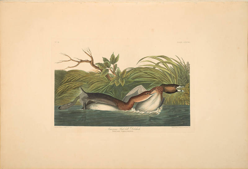 The Birds of America, Plate #248: "American Pied-bill Dobchick"