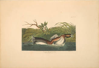 The Birds of America, Plate #248: "American Pied-bill Dobchick"