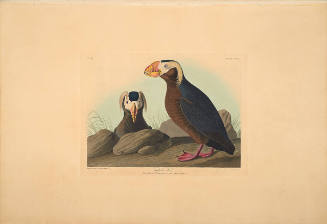 The Birds of America, Plate #249: "Tufted Auk"