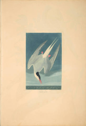 The Birds of America, Plate #250: "Arctic Tern"