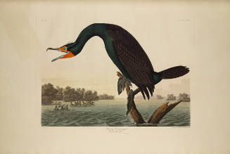 The Birds of America, Plate #252: "Florida Cormorant"