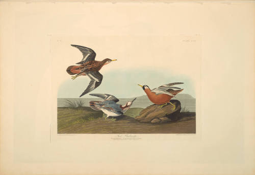 The Birds of America, Plate #255: "Red Phalarope"